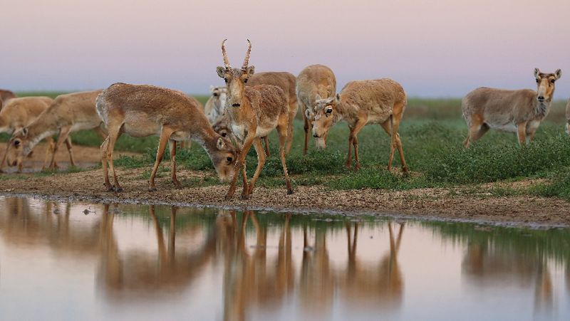 Будет ли разрешена охота на сайгаков в Казахстане ?